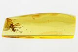 Detailed Fossil Predatory Snipe Fly (Rhagio) In Baltic Amber #346396-2